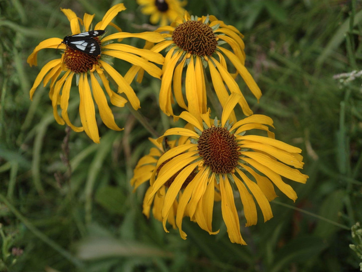 Orange Mountain Daisy Seeds – Heirloom Non-GMO Wildflower Seeds Hymenoxys hoopesii, Bright Orange Blooms, Open-Pollinated Garden Planting
