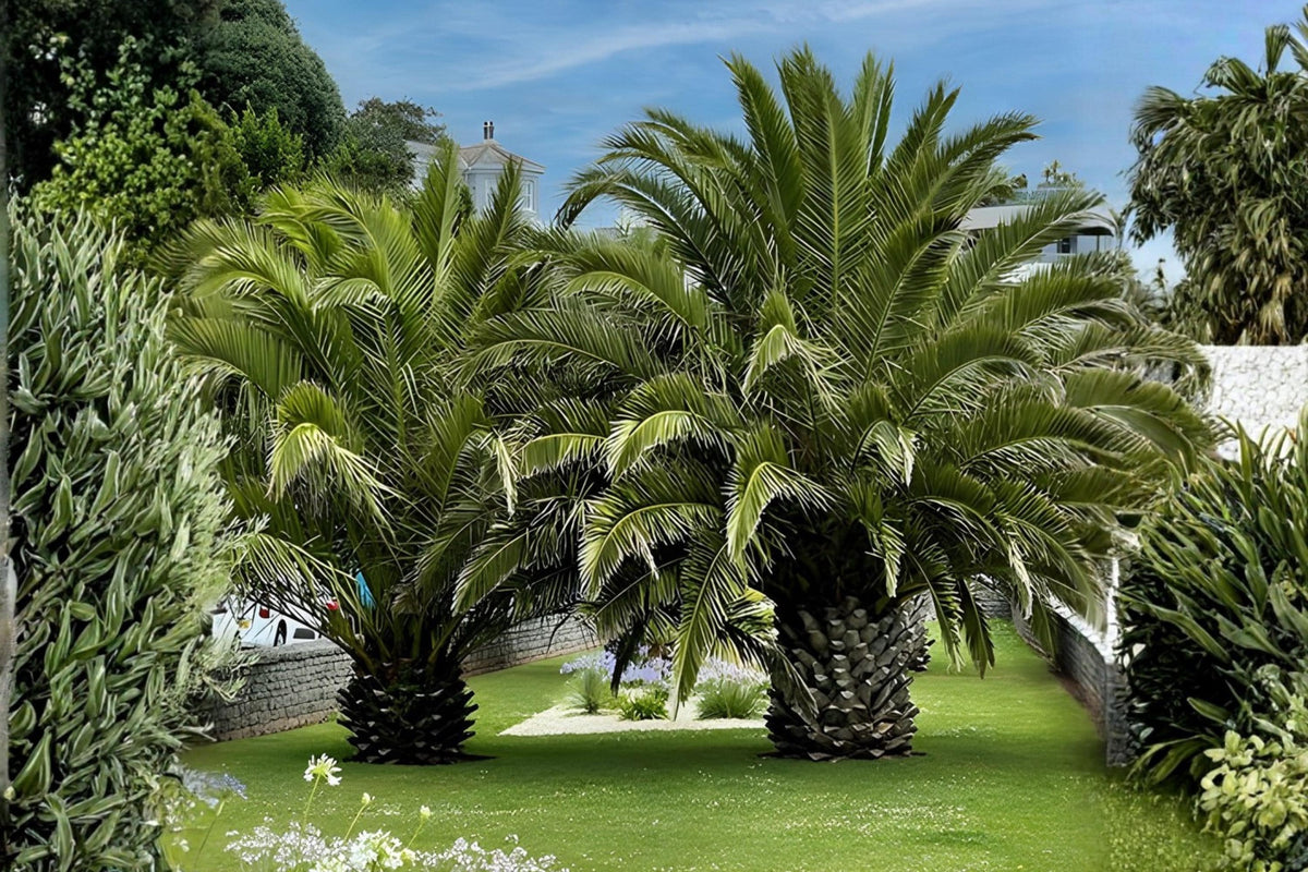 Canary Date Palm Seeds (Phoenix canariensis) - Ornamental Palm Tree Seeds for Tropical Landscaping & Container Growing