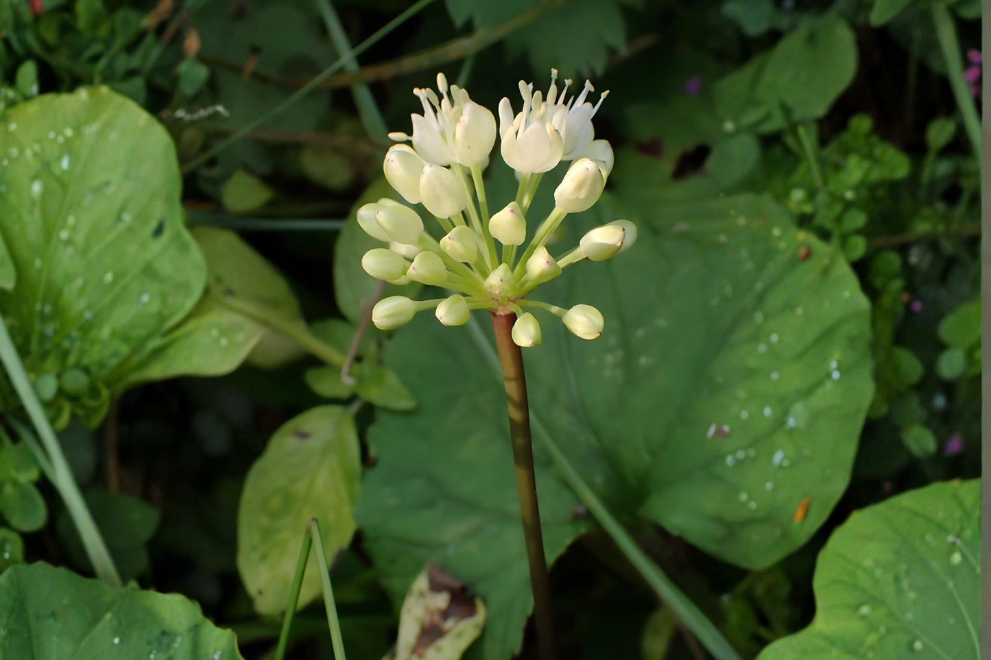 Wild Leek Seeds | 10 Allium tricoccum foraging edible woodland plant, garlic-onion flavor, native Ramps seeds for shady garden planting