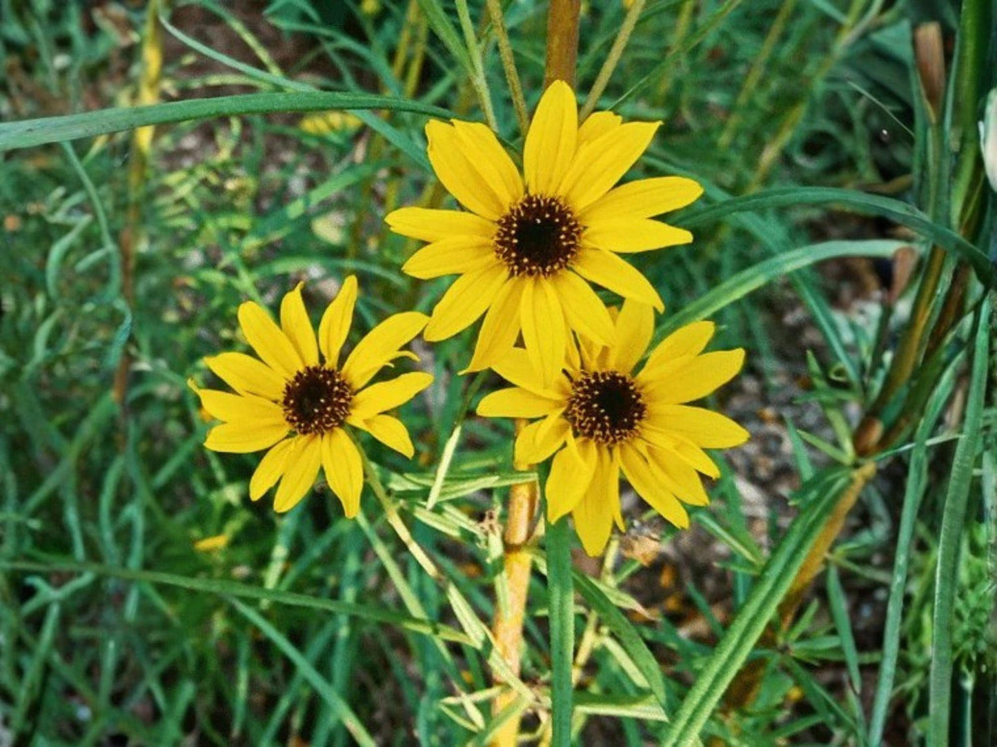 Showy Goldeneye Wildflower Seeds – Heirloom Non-GMO Garden Planting – Bright Yellow Daisy-Like Flowers – Heliomeris multiflora