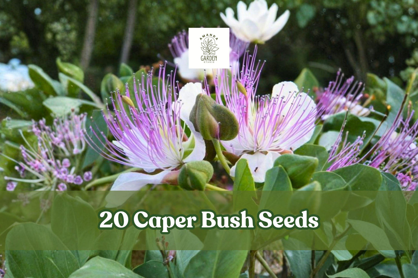 20 Capparis spinosa Caper Bush Seeds, Drought-Tolerant Shrub with White Flowers and Purple Stamens
