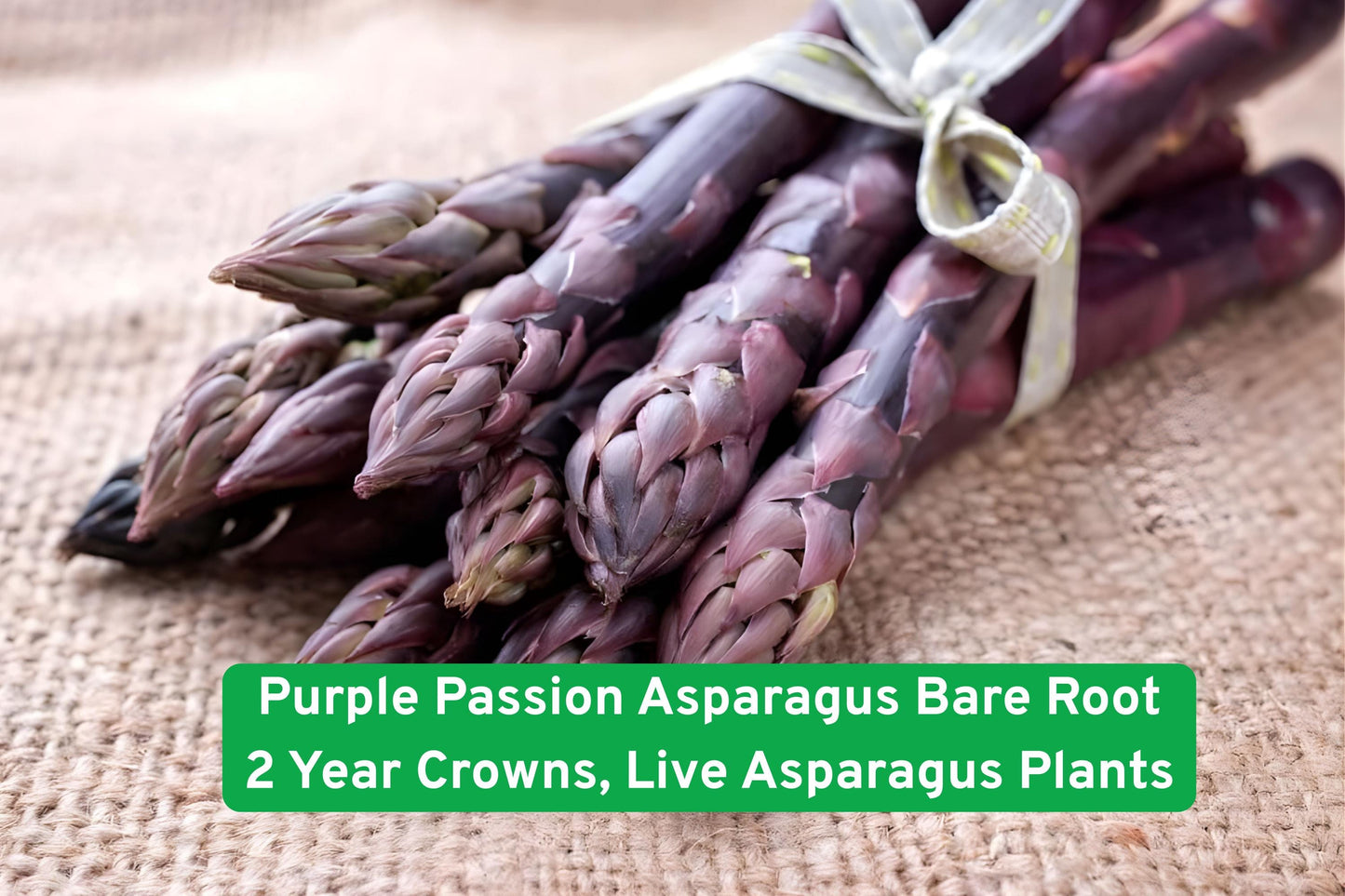 Purple Passion Asparagus Bare Root Crowns – 2-Year-Old Live Perennial Vegetable Plants, Purple Spears, Easy to Grow
