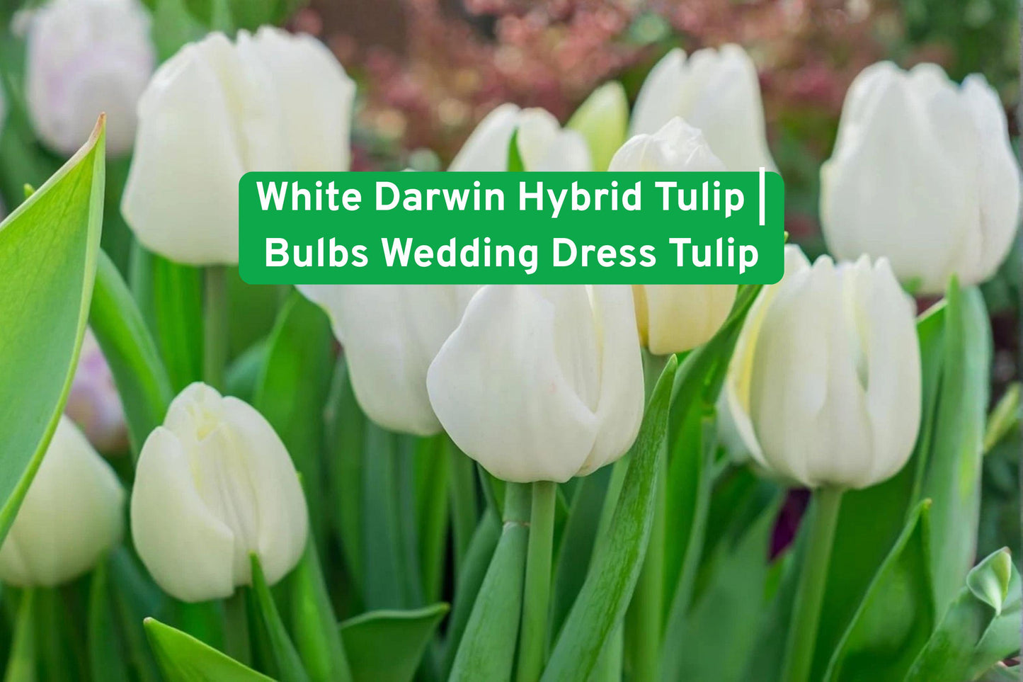 White Darwin Hybrid Tulip Bulbs – Elegant Pure White Flowering Bulbs for Gardens, Borders & Cut Flowers