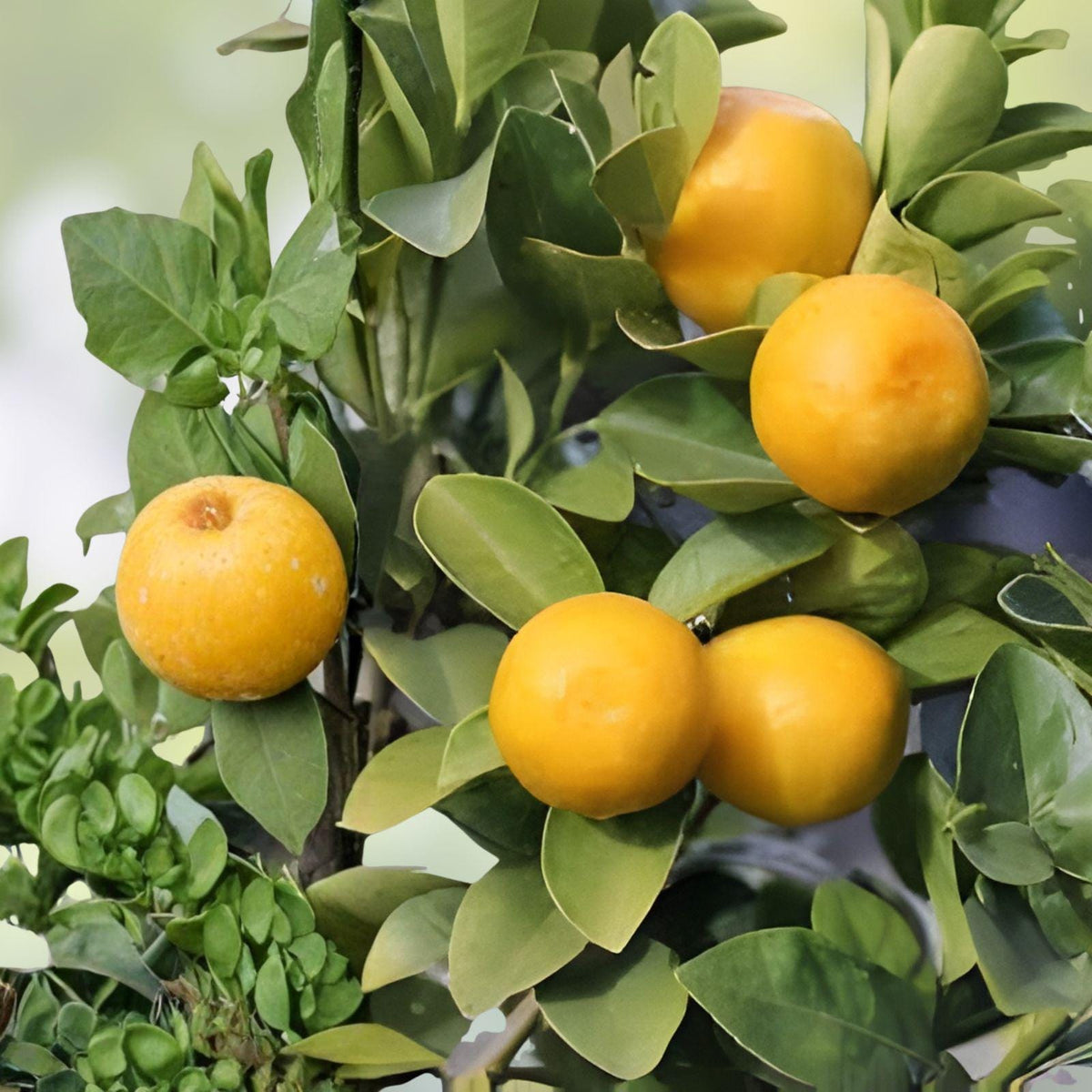 Rare Fukushu Kumquat Cuttings – Unrooted Citrus Tree, Sweet Round Fruits, Fortunella obovata, Live Planting Material
