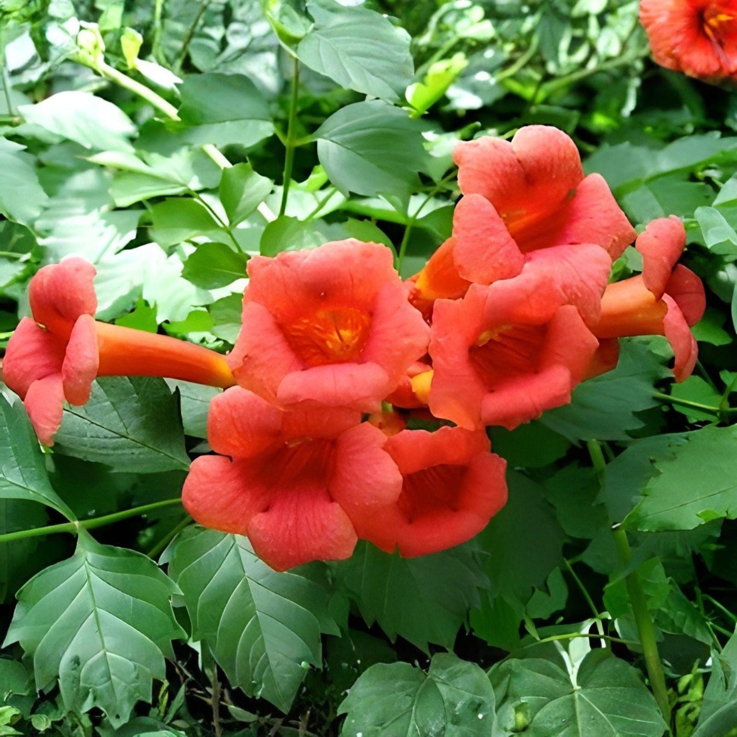 Orange Trumpet Vine Climbing Cuttings – Campsis radicans, Hummingbird & Butterfly Attractant, Fast-Growing Flowering Vine