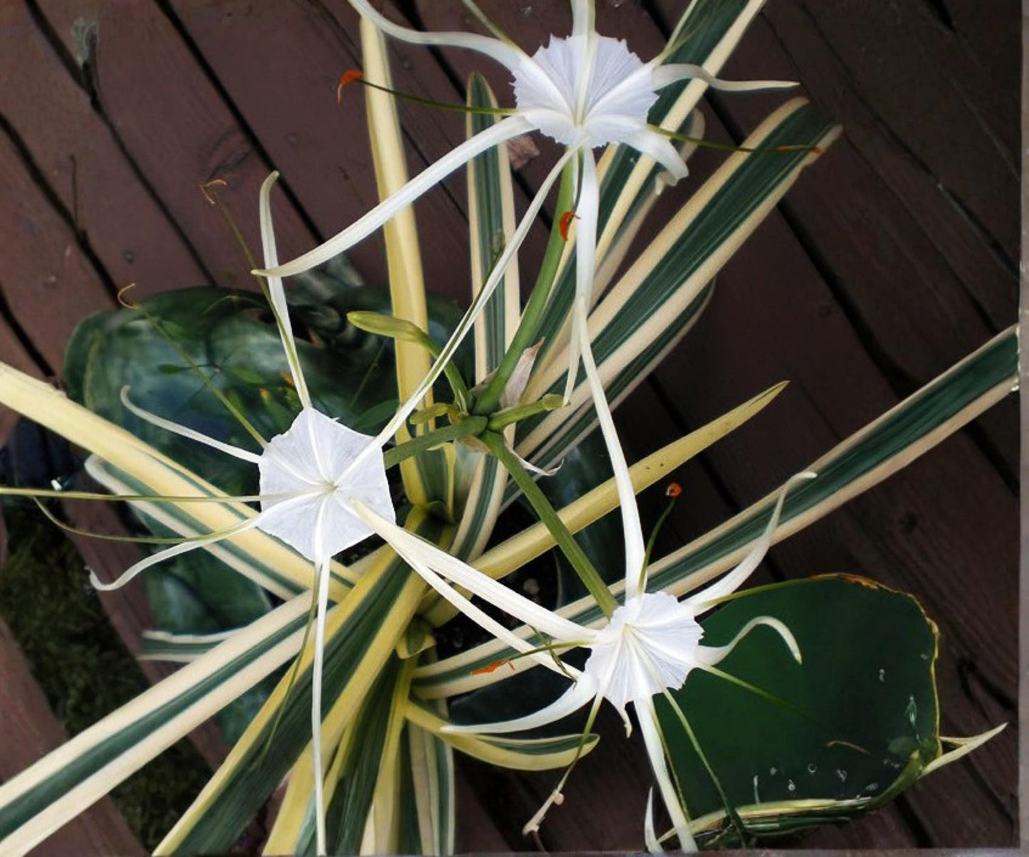 Variegated Spider Lily Live Pond Plant – Hymenocallis caribaea ‘Variegata’ – Tropical Aquatic Marginal with White Flowers