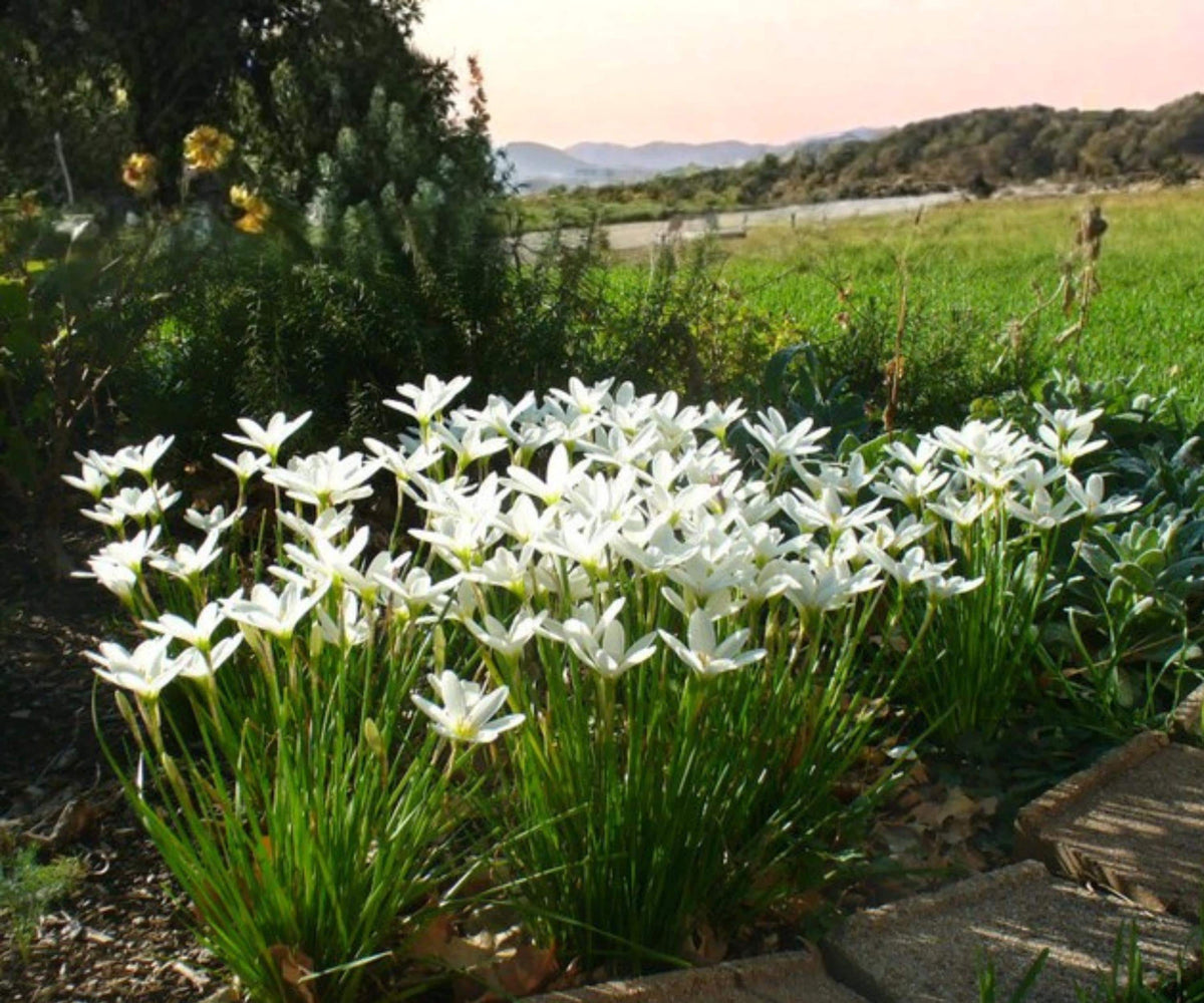 White Zephyr Lily Live Pond Plant, Tropical Aquatic Marginal Flower, Zephyranthes candida, Water Garden, Pond Edge, Bog Plant