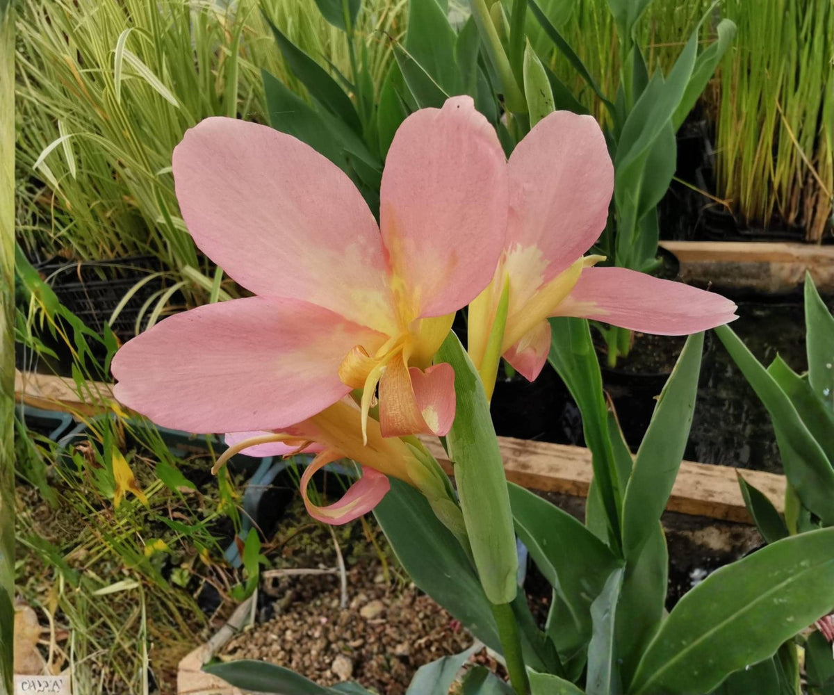 Peach Delight Canna Live Pond Plant – Tropical Aquatic Marginal Flower Garden Bog Variety – Canna ‘Peach Delight’