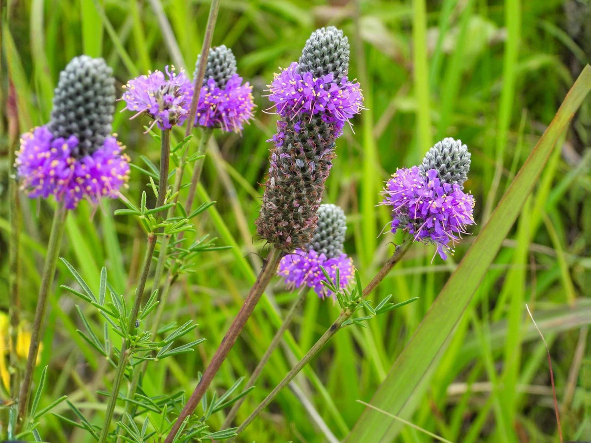 Purple Prairie Clover Seeds – Heirloom Non-GMO Wildflower Planting Dalea purpurea, Native Prairie Flower Seeds for Garden, Wildflower Bed