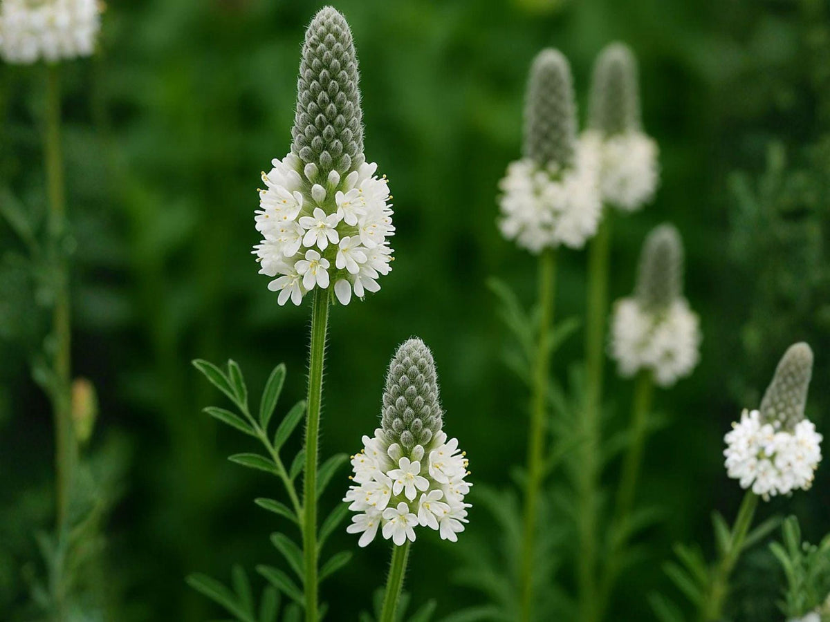 Dalea candida White Prairie Clover Seeds – Heirloom Non-GMO Native Wildflower for Prairie Garden & Natural Landscapes