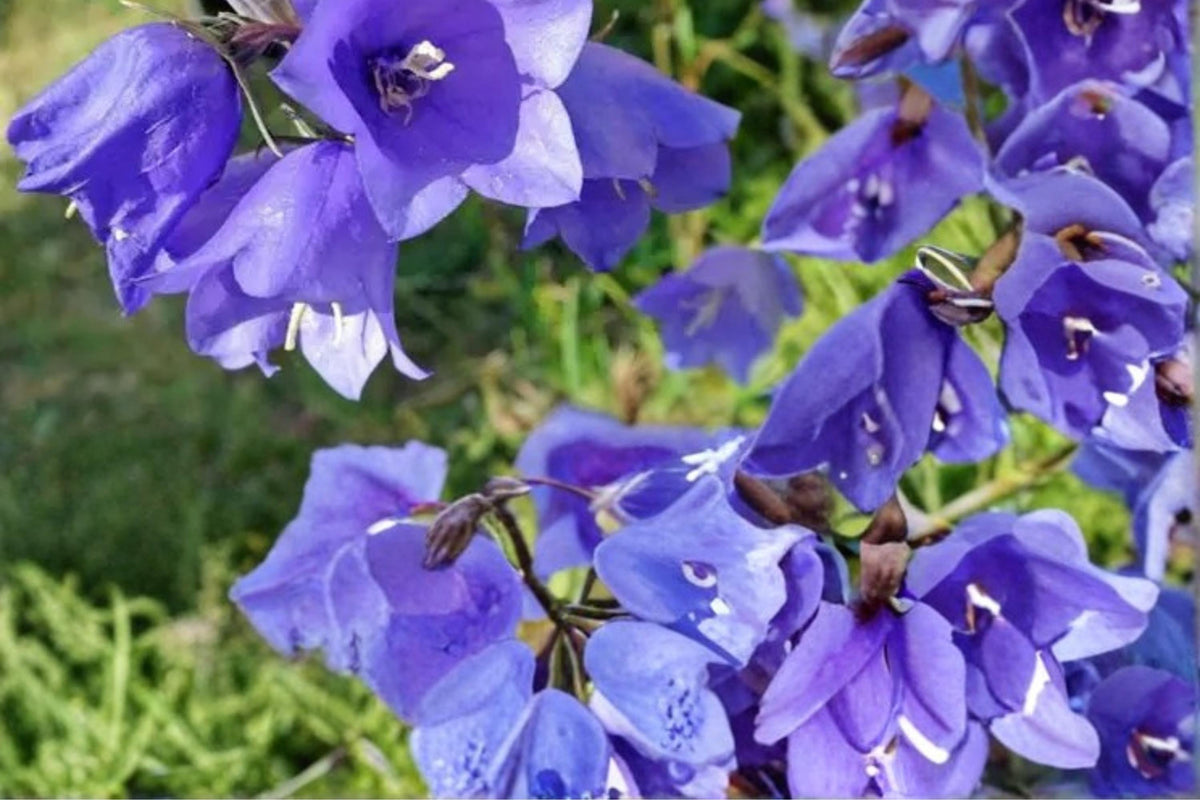 Tussock Bellflower Seeds – Campanula carpatica Herbaceous Perennial with Blue, Purple, White Flowers for Borders & Rock Gardens