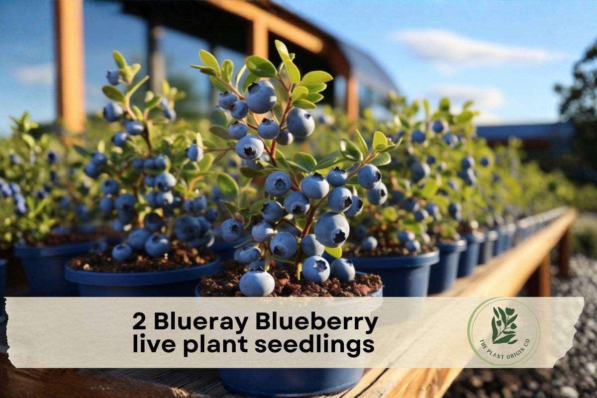 2 Blueray Blueberry Live Plant Seedlings – Fruit-Bearing Vaccinium corymbosum Bush for Home Gardens and Outdoors