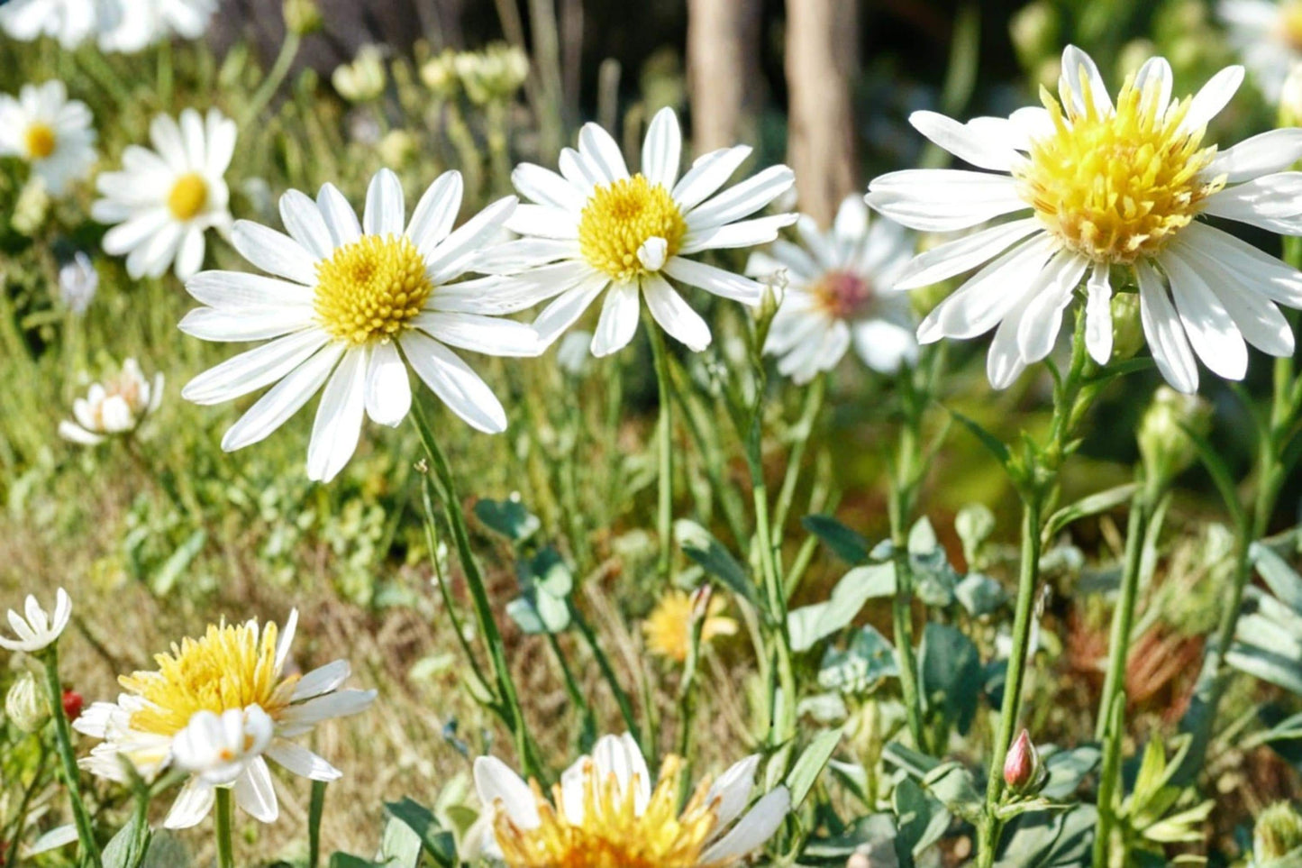 False Aster Seeds – Boltonia asteroides, White Daisy-Like Flowers, Perennial Garden Plant, Meadow & Border Plant