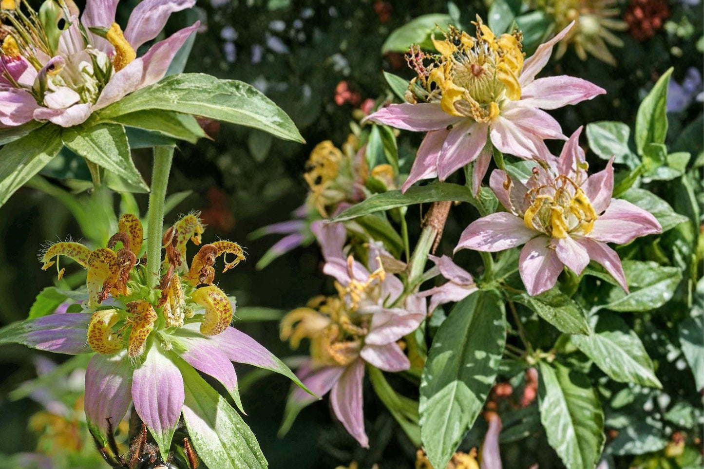 Spotted Bee Balm Seeds – Monarda punctata – Yellow Flowers with Purple Spots – Pollinator & Herb Garden Plant – 100 Seeds