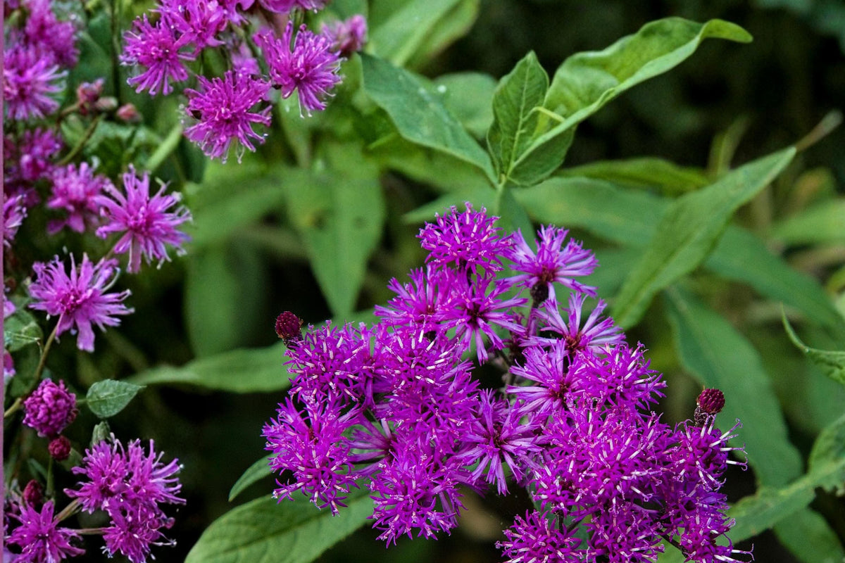 Tall Ironweed Seeds – Vernonia gigantea Native Perennial with Purple Flowers for Meadow & Prairie Gardens