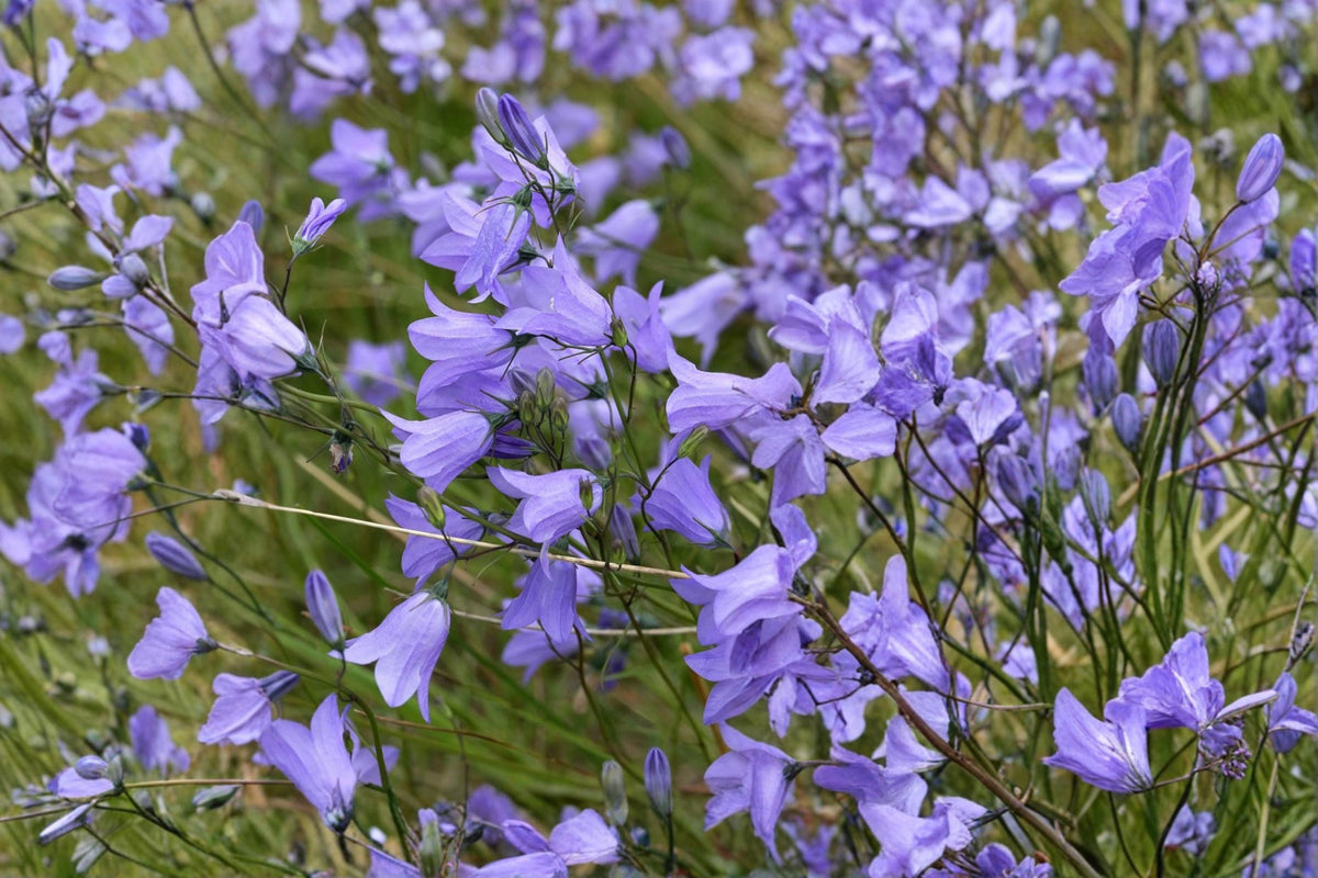 Harebells Seeds 100 Pack – Campanula rotundifolia Blue Wildflower Perennial for Rock Gardens & Borders