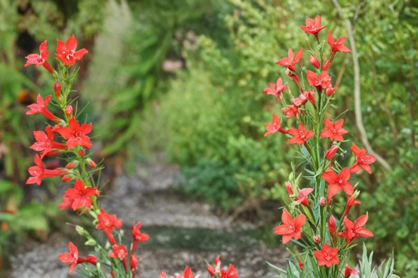 Standing Cypress Seeds – Ipomopsis rubra, Bright Red Tubular Wildflower, Pollinator Plant, Full Sun, 100 Seeds