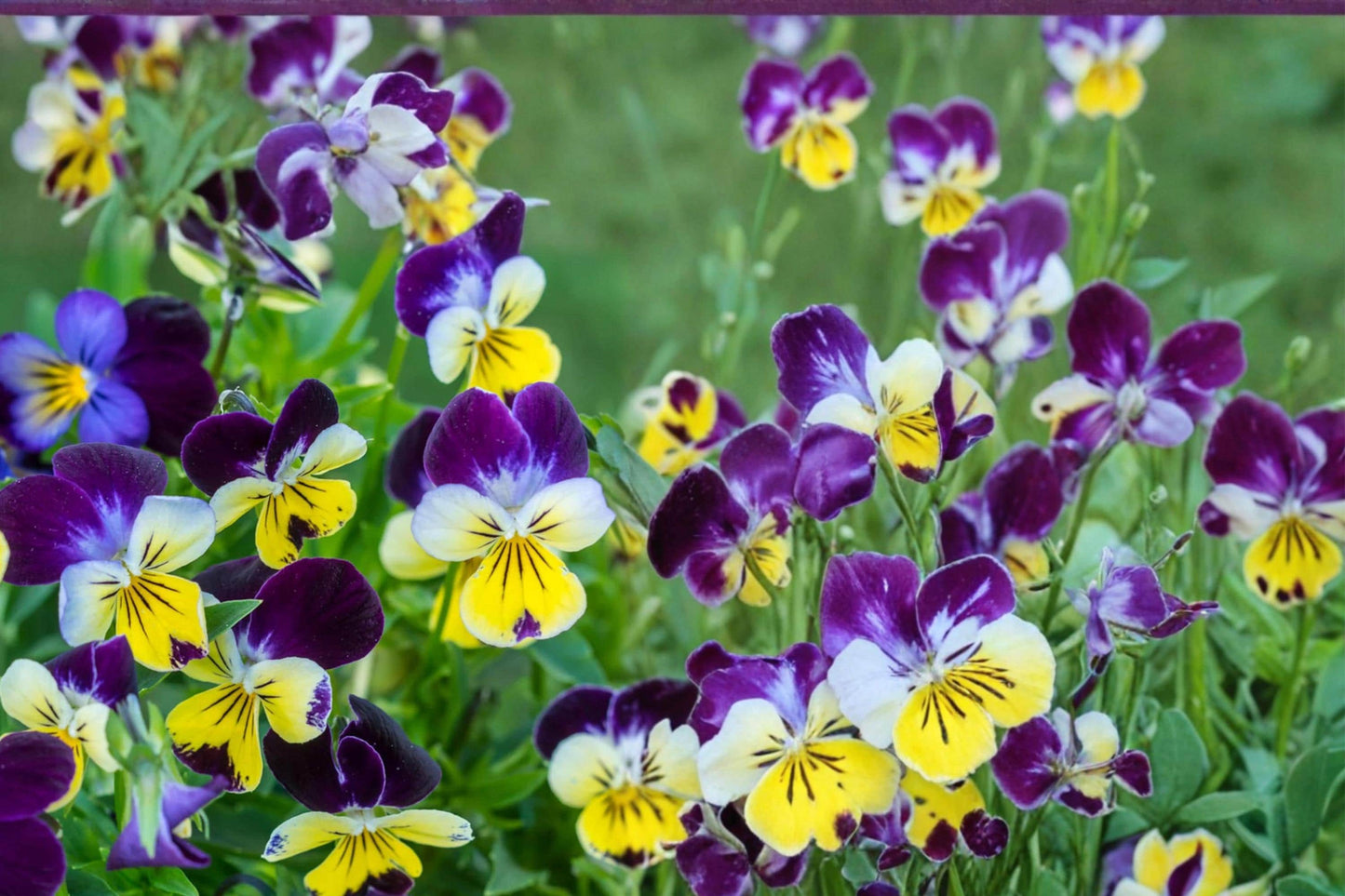 Johnny Jump Up Seeds – Viola tricolor, Tricolor Flower, Border & Container Plant, 100 Seeds