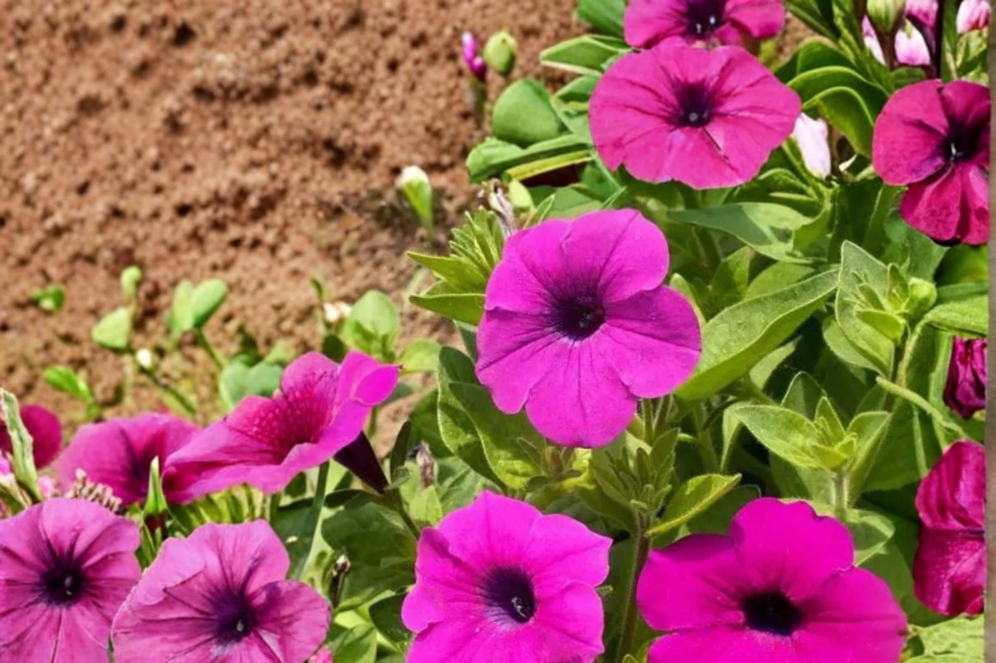 Wild Petunia Seeds – 100 Pack, Petunia violacea, Purple Funnel-Shaped Flowers, Spreading Herbaceous Perennial for Gardens & Containers