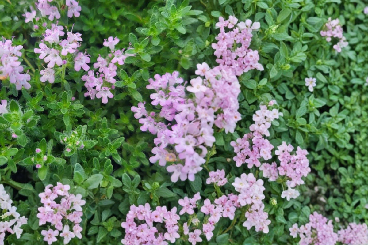 Creeping Thyme Seeds 100 Pack – Thymus serpyllum Groundcover Herb with Purple Pink Flowers for Rock Gardens & Pathways