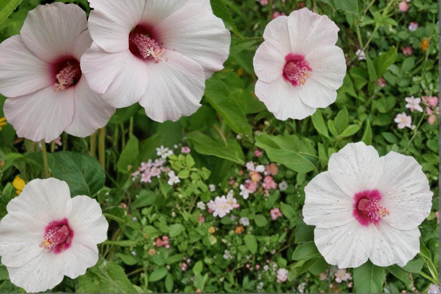 Rose Mallow Seeds – Hibiscus militaris Herbaceous Perennial with Pink to White Flowers, Wetland & Moist Soil Garden Plant