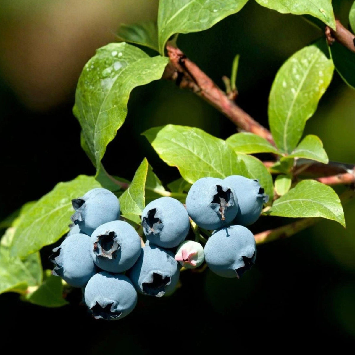Southern Blueberry Seeds, Evergreen Berry Shrub, Edible Blue to Black Berries, Vaccinium spp.
