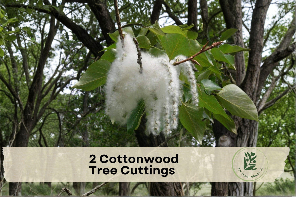 Cottonwood Tree Cuttings - 2 Fresh Populus spp. Deciduous Shade & Privacy Trees for Outdoor Landscaping