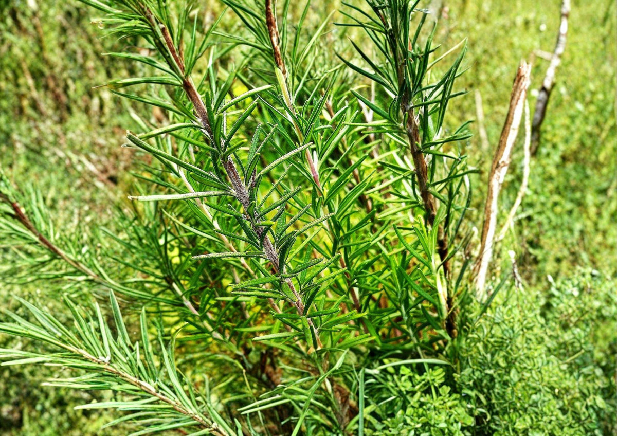 50+ Rosemary Seeds, Culinary Herb, Evergreen, Non-GMO, Heirloom, Container Gardening, Aromatic, Garden Planting