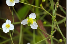 Water Plantain Seeds (100) Native Aquatic Plant for Ponds, Wetlands, Rain Gardens – Alisma triviale