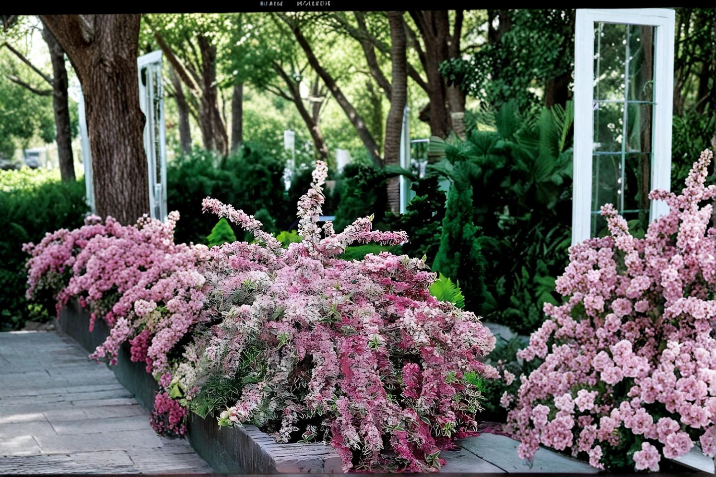Variegated Weigela Live Plants, Pink Flowering Shrub, Weigela florida, 1-2 ft, Garden Border, Hedges, Landscape Plant