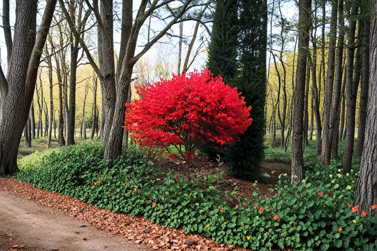 Burning Bush Live Plants 12-18" Euonymus alatus Red Fall Foliage Shrub for Landscaping and Hedges
