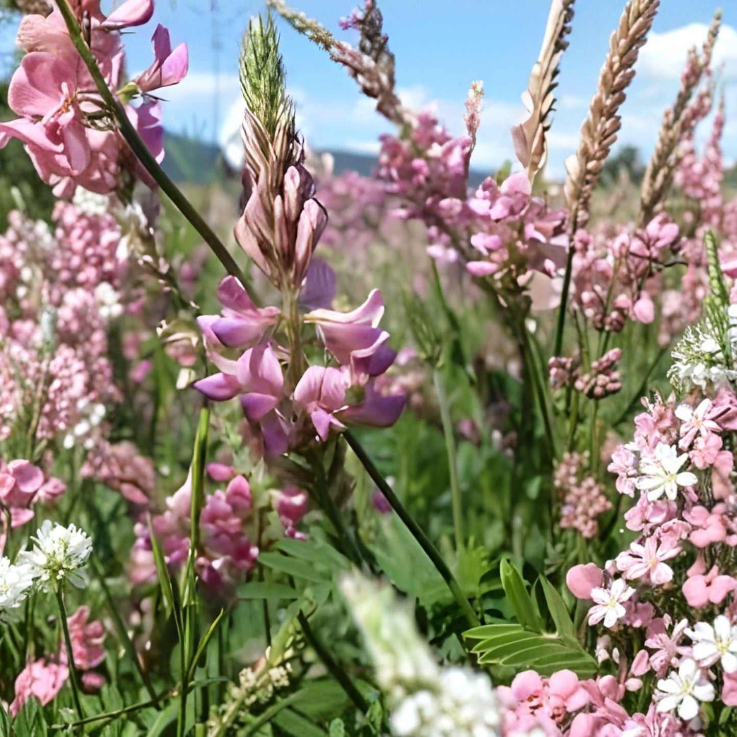 Sainfoin Shoshone Seeds – Perennial Legume with Pink Flowers for Pollinator Gardens, Forage, Wildlife Habitat – Onobrychis viciifolia