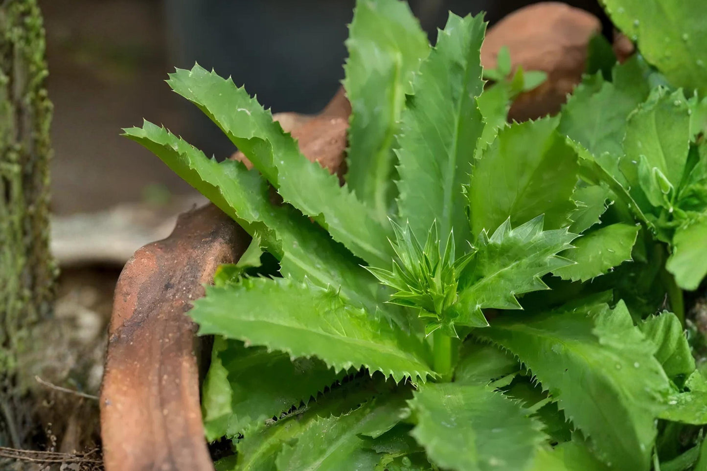 Culantro Seeds (100) | Ngo Gai Herb for Vietnamese & Southeast Asian Cuisine | Eryngium foetidum