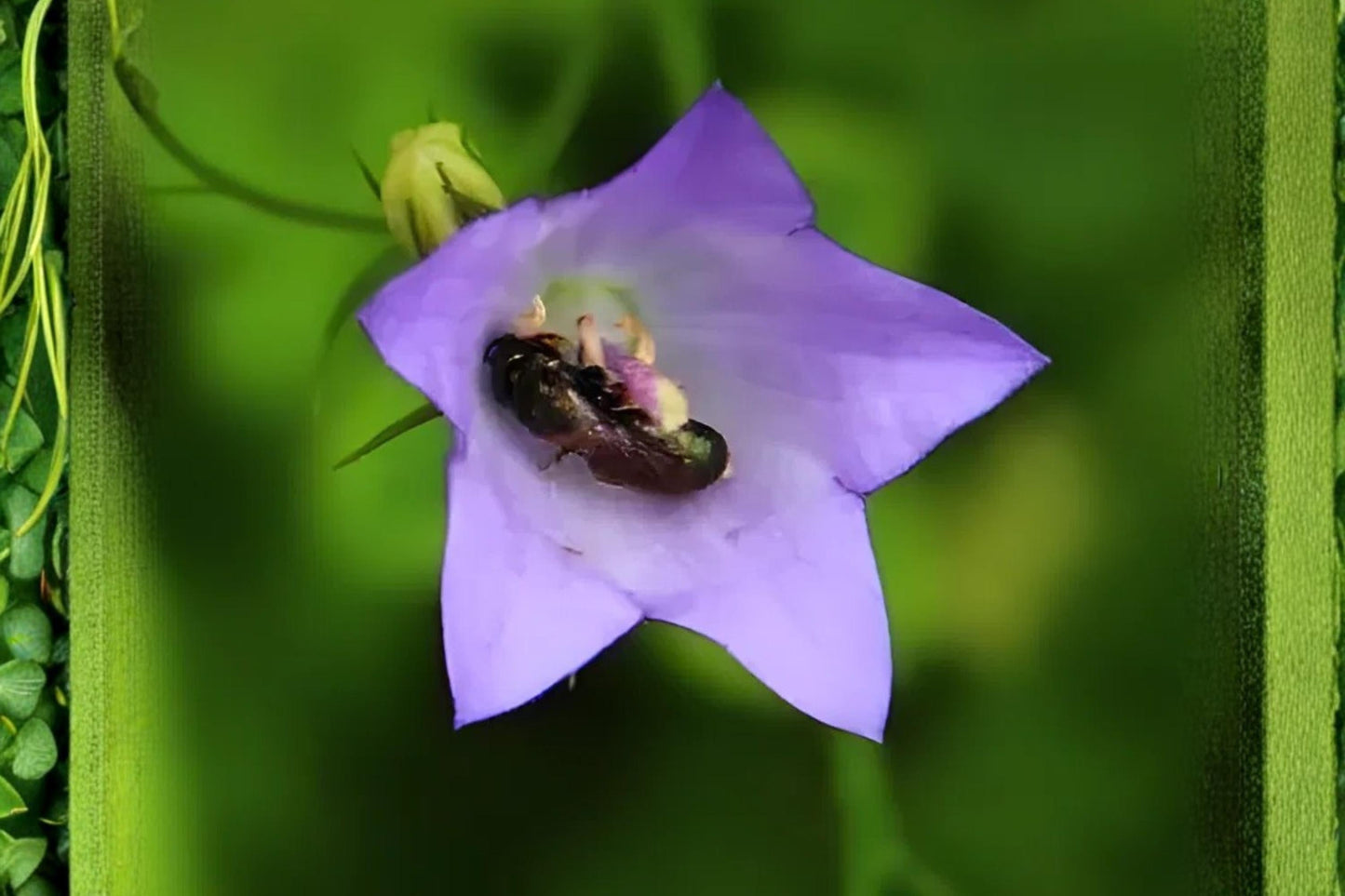 Harebells Seeds 100 Pack | Campanula rotundifolia Wildflower for Rock Gardens & Borders