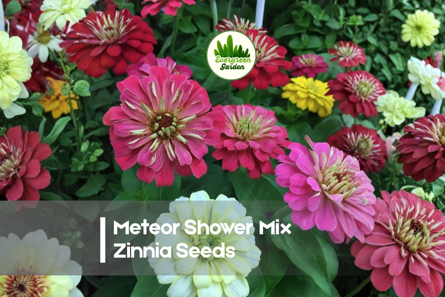 Meteor Shower Mix Zinnia Seeds - Bright Starburst Blooms, Annual Flower, Zinnia elegans, Full Sun, Pollinator-Friendly