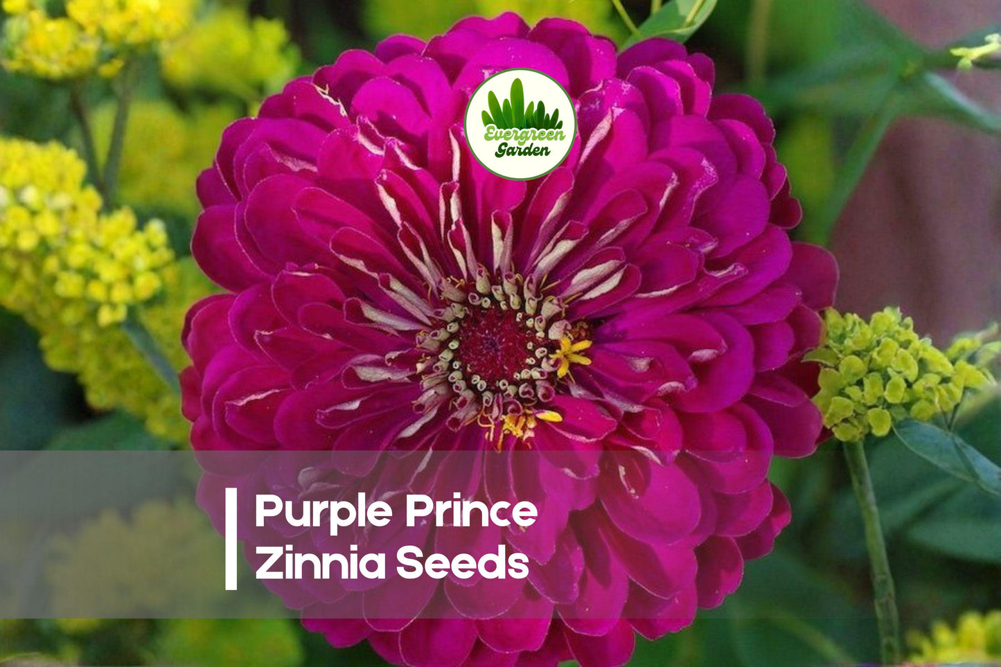 Purple Prince Zinnia Seeds – Deep Purple, Fully Double Flowers, Annual, Zinnia elegans, for Borders, Cuttings & Pollinator Gardens