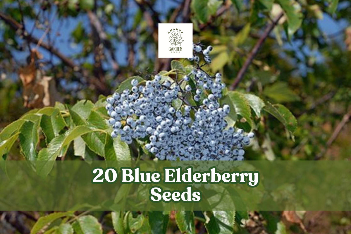 Blue Elderberry Seeds, Sambucus caerulea, Berry-Producing Shrub, Ornamental Plant, 20 Seeds