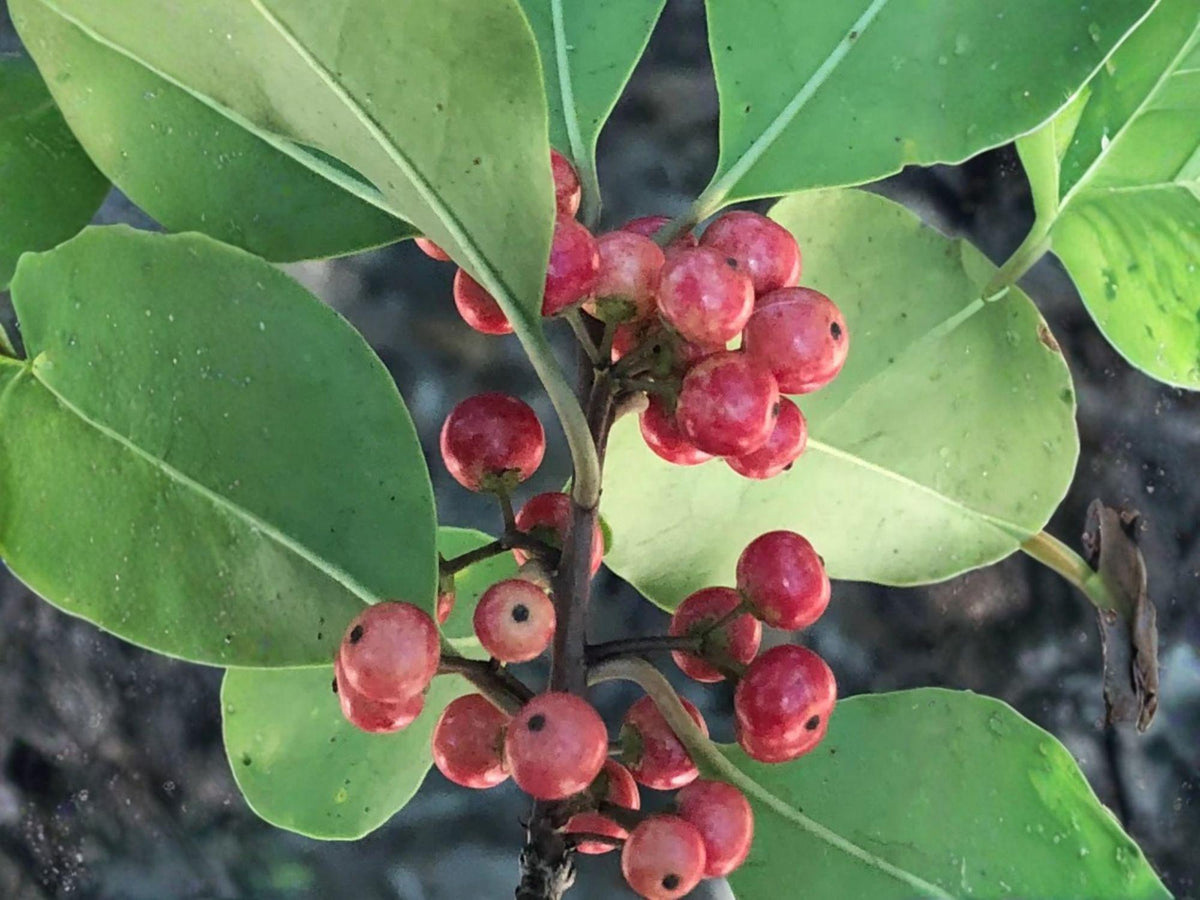 Heirloom Kurogane Holly Seeds, Round Leaf Evergreen Shrub, Ilex rotunda, Non-GMO Garden Planting, Ornamental Landscape Seeds