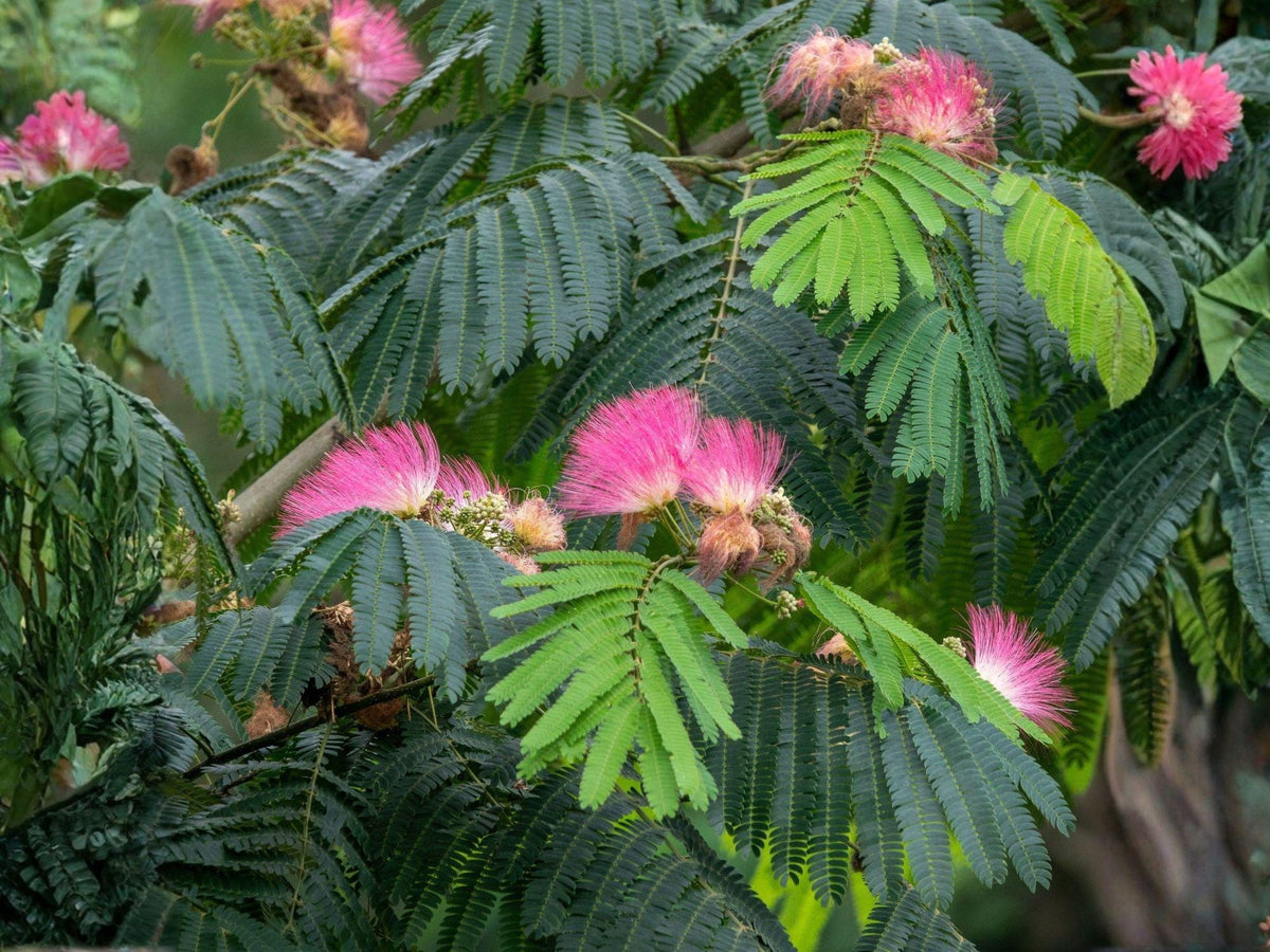 Pink Mimosa Tree Sapling – Bare Root, 2 ft, Albizia julibrissin, Ornamental Flowering Tree for Pollinator Gardens