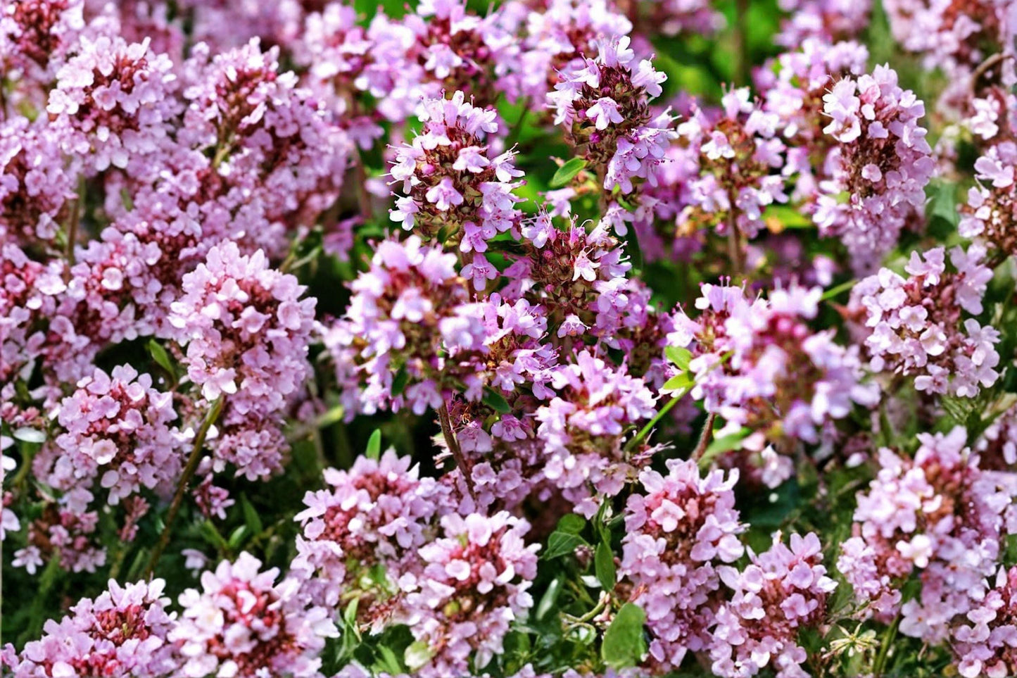 Wild Thyme Seeds – Thymus pulegioides, Aromatic Perennial Herb with Pink to Purple Flowers, Groundcover, Drought Tolerant
