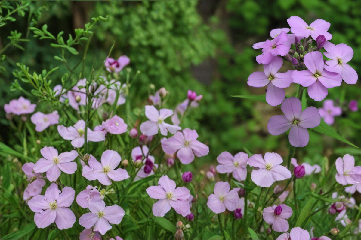 Dame’s Rocket Seeds 100 Pack – Hesperis matronalis – Fragrant Purple, Pink & White Flowers – Biennial Herbaceous Plant