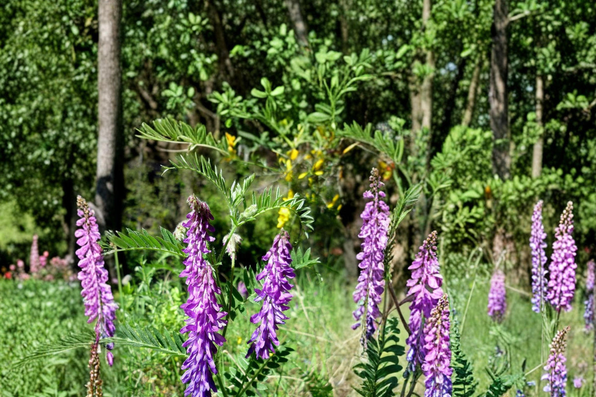 Hairy Vetch Seeds 100 Pack – Vicia villosa, Purple Flowering Annual Legume, Cover Crop & Soil Improvement