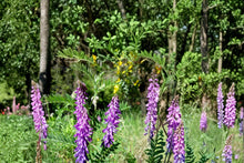 Hairy Vetch Seeds 100 Pack – Vicia villosa, Purple Flowering Annual Legume, Cover Crop & Soil Improvement