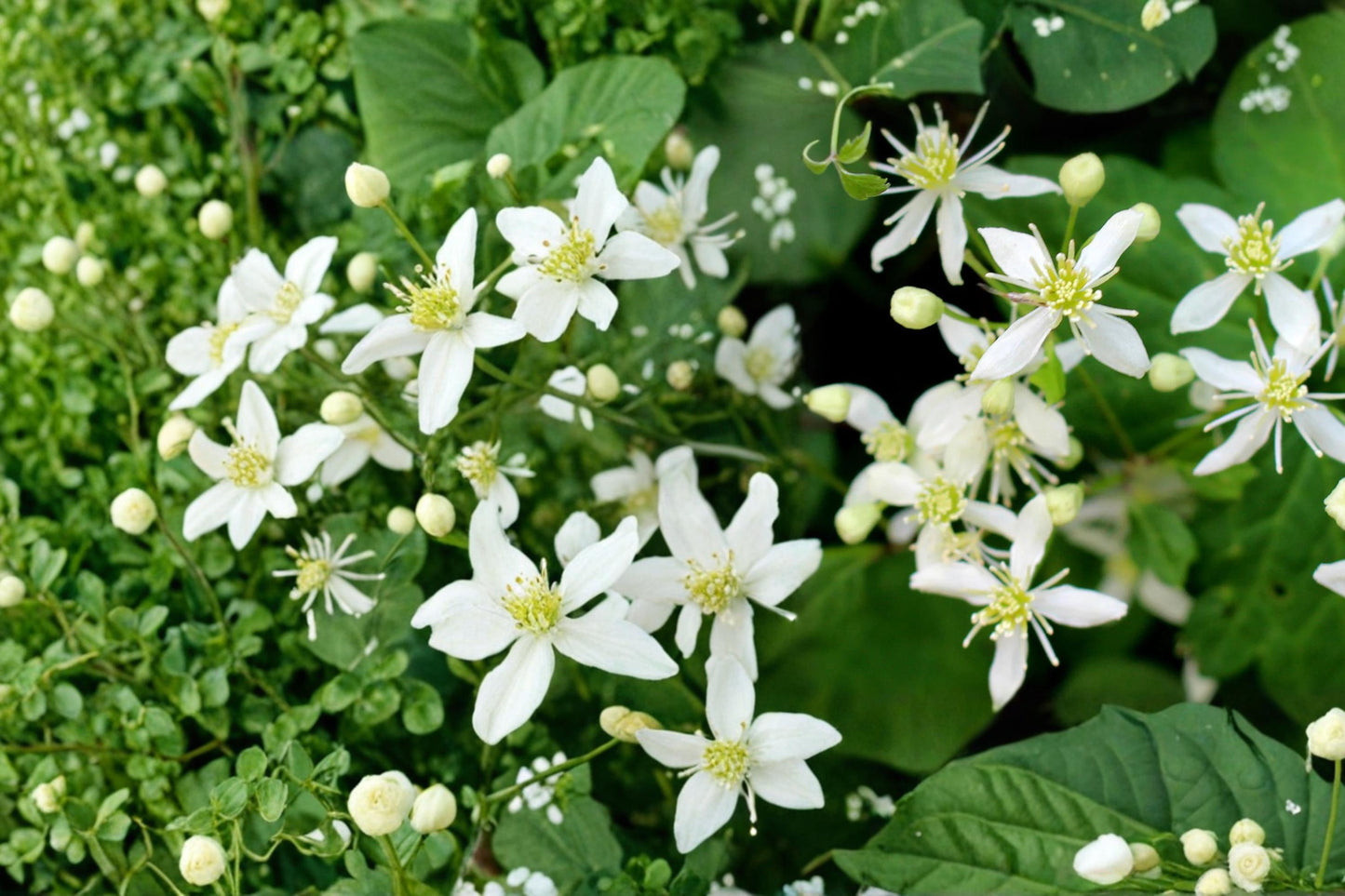 Virgin's Bower Seeds – Clematis virginiana Climbing Vine with White Fragrant Flowers, 50 Seeds