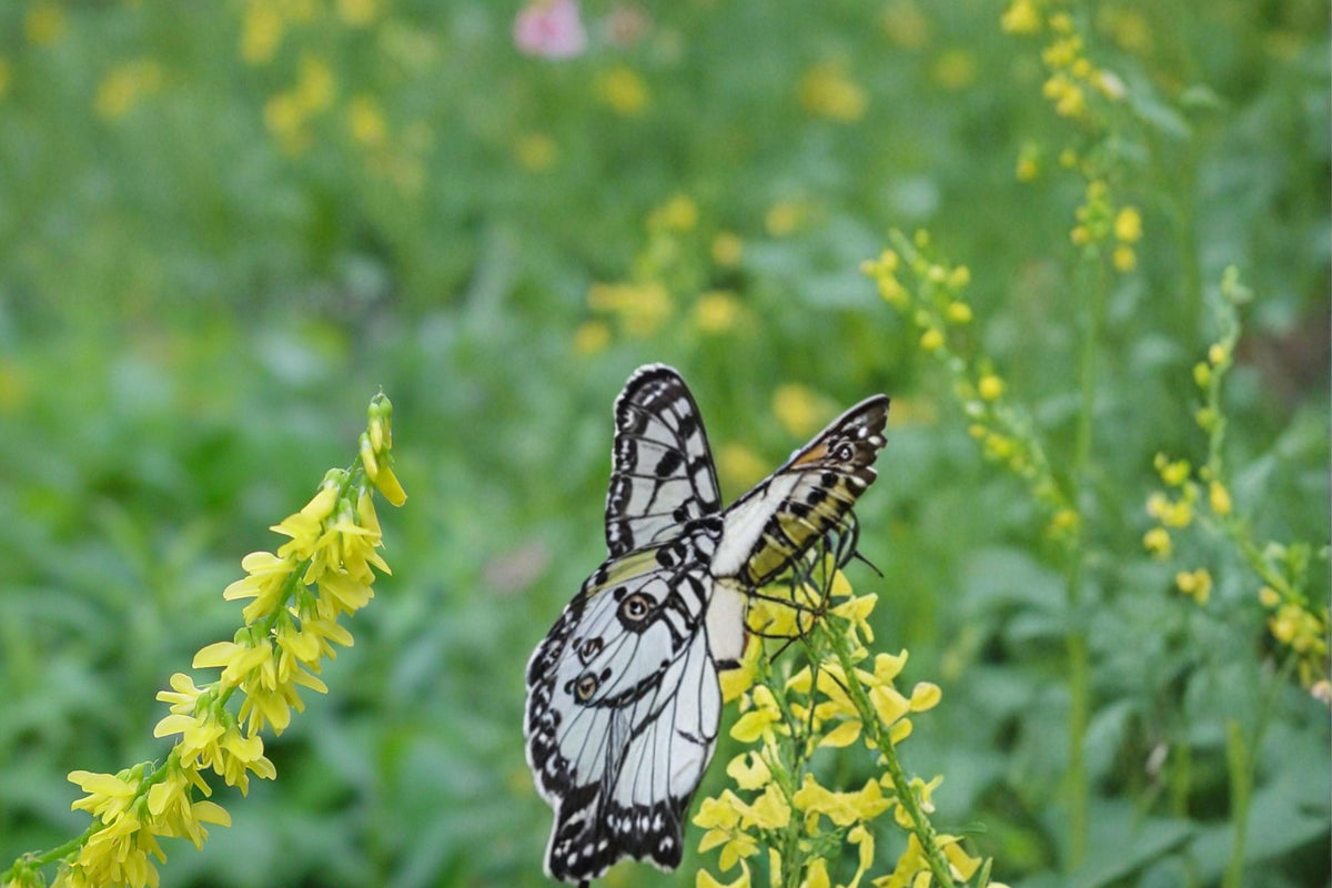 Yellow Sweet Clover Seeds – Melilotus officinalis Herbaceous Biennial Legume for Meadows & Wildflower Gardens
