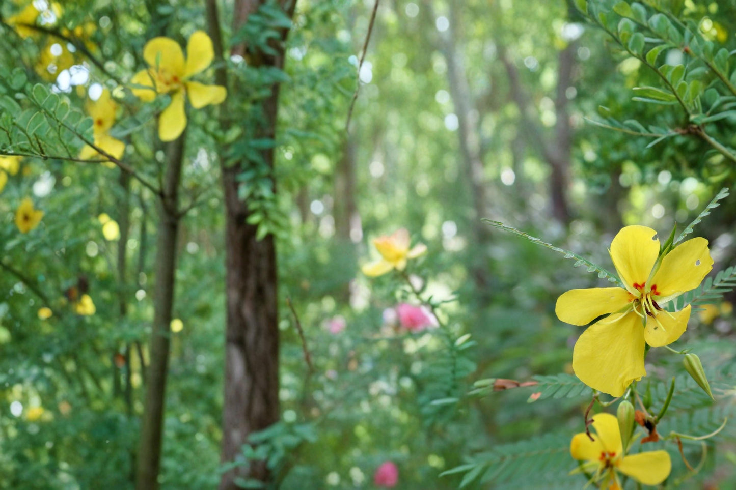 Partridge Pea Seeds 100 Pack – Chamaecrista fasciculata Native Wildflower, Yellow Flowers, Annual Legume for Meadow & Garden