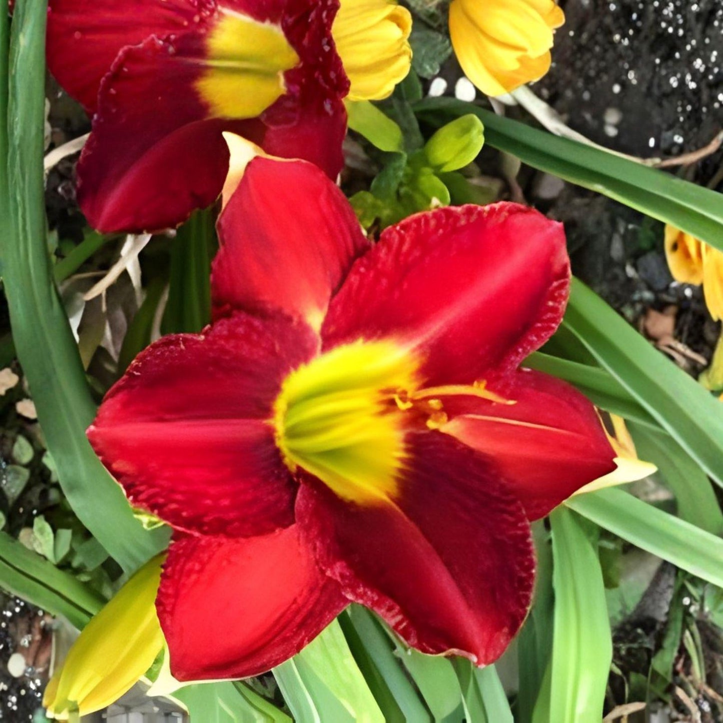 Red Daylily Bare Root Plant – Vibrant Red Blooms, Perennial Flowering Hemerocallis, Easy-Care Garden Plant