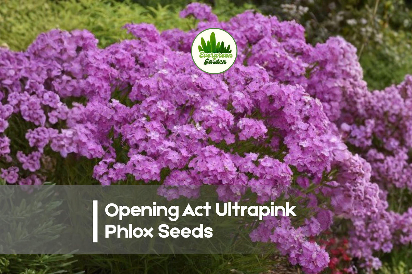 Opening Act Ultrapink Phlox Seeds – Vibrant Pink Perennial Flower Seeds for Borders, Pollinator Gardens, Cut Flowers, Phlox paniculata hybrid