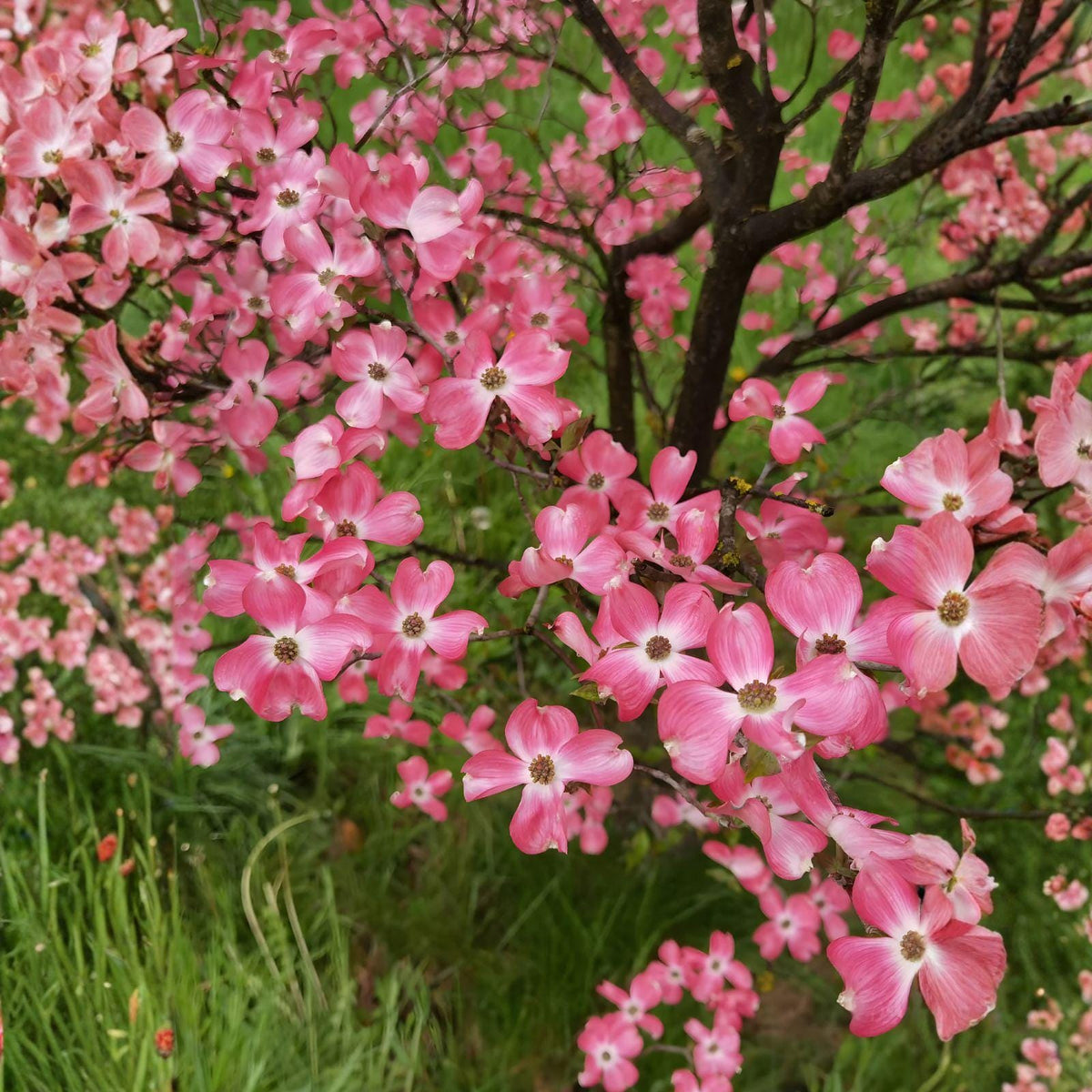 Pink Dogwood Unrooted Cuttings – Rich Deep Pink Blooms, Ornamental Tree, Cornus florida, Propagation Plant