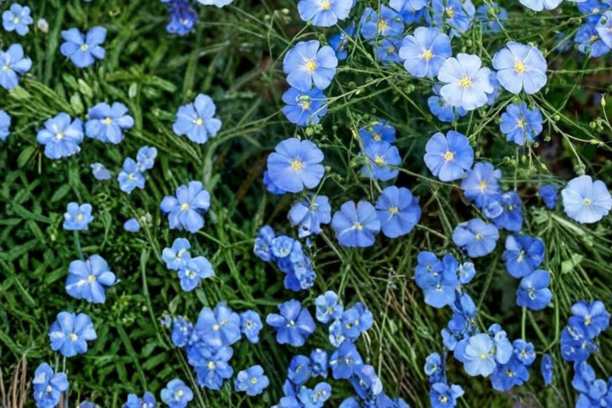 Perennial Blue Flax Seeds – Linum perenne, Herbaceous Drought-Tolerant Wildflower for Borders & Rock Gardens